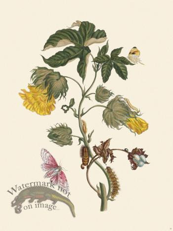 Merian Metamorphosis 10